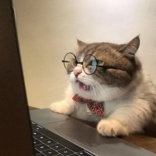 🐈 Стикер «kucing» для Telegram