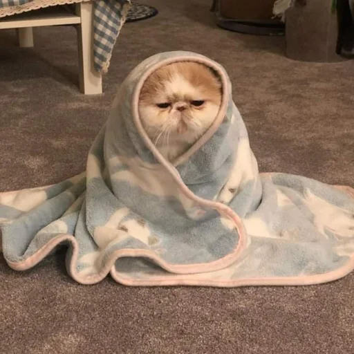 🐈 Стикер «kucing» для Telegram