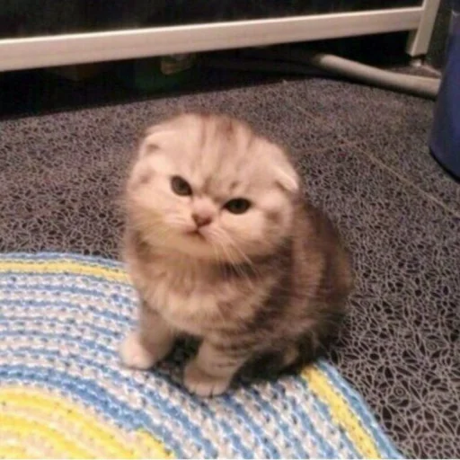 🐈 Стикер «kucing» для Telegram