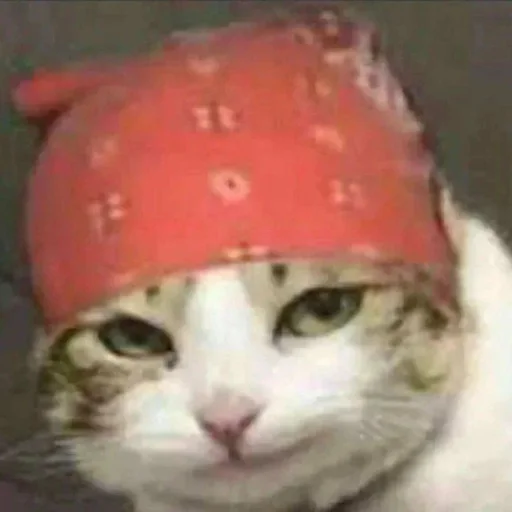 🐈 Стикер «kucing» для Telegram