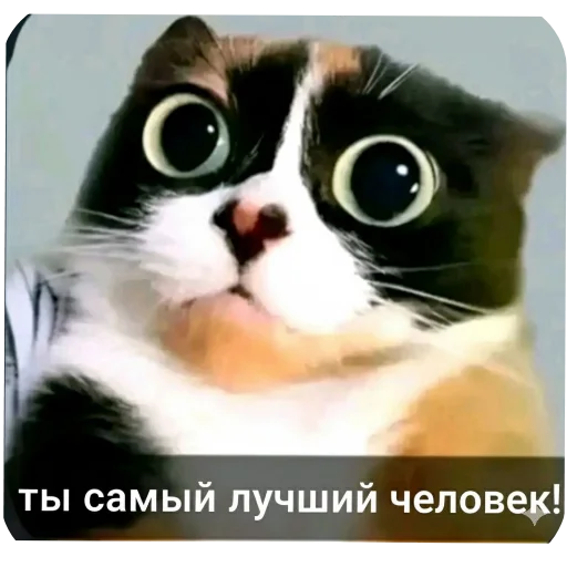 🐱 Стикер «Куки» для Telegram