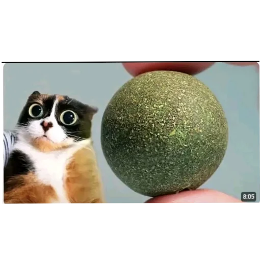 🐱 Стикер «Куки» для Telegram