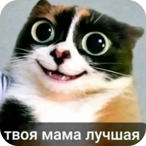 🐱 Стикер «Куки» для Telegram