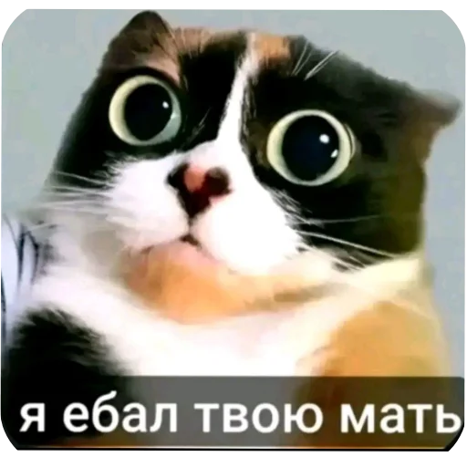 Стикерпак Куки для Telegram — скачать