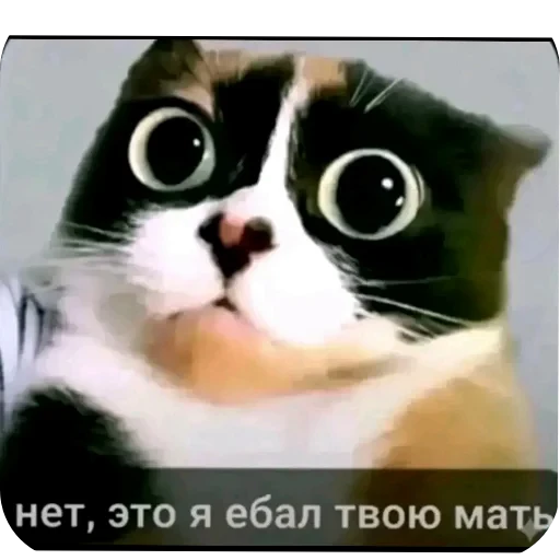 🐱 Стикер «Куки» для Telegram