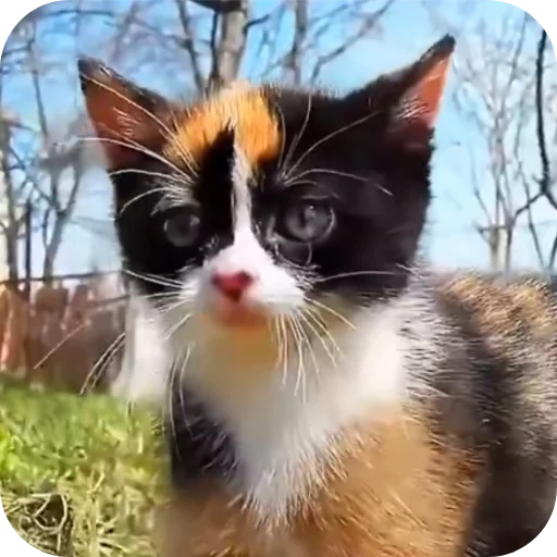 🐱 Стикер «Куки» для Telegram