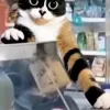 🤩 Эмодзи «Куки кот» для Telegram
