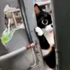 🤩 Эмодзи «Куки кот» для Telegram
