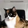 🤩 Эмодзи «Куки кот» для Telegram