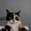 🤩 Эмодзи «Куки кот» для Telegram