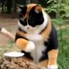 🤩 Эмодзи «Куки кот» для Telegram