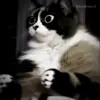 🤩 Эмодзи «Куки кот» для Telegram