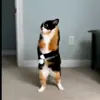 🤩 Эмодзи «Куки кот» для Telegram