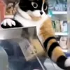 🤩 Эмодзи «Куки кот» для Telegram