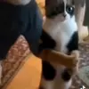 🤩 Эмодзи «Куки кот» для Telegram