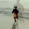 🤩 Эмодзи «Куки кот» для Telegram