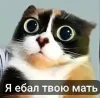 🤩 Эмодзи «Куки кот» для Telegram