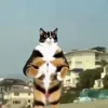 🤩 Эмодзи «Куки кот» для Telegram