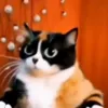 🤩 Эмодзи «Куки кот» для Telegram