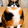 🤩 Эмодзи «Куки кот» для Telegram