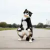 🤩 Эмодзи «Куки кот» для Telegram