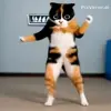 🤩 Эмодзи «Куки кот» для Telegram