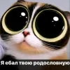 🤩 Эмодзи «Куки кот» для Telegram