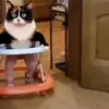 🤩 Эмодзи «Куки кот» для Telegram