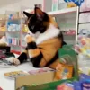 🤩 Эмодзи «Куки кот» для Telegram