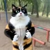 🤩 Эмодзи «Куки» для Telegram
