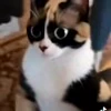 🤩 Эмодзи «Куки» для Telegram
