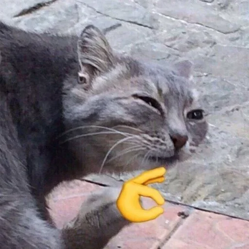 🆗 Стикер «KulBlaaa» для Telegram
