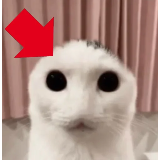 ☃️ Стикер «kuropotik» для Telegram