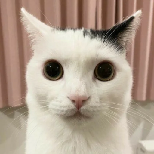 ☃️ Стикер «kuropotik» для Telegram