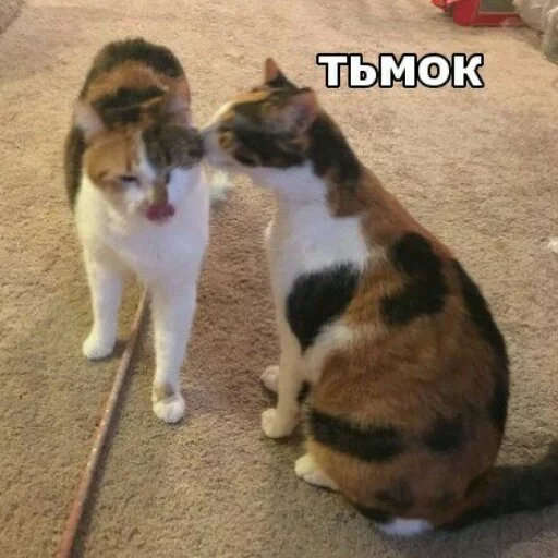 Стикерпак КотикЦмок2 для Telegram — скачать