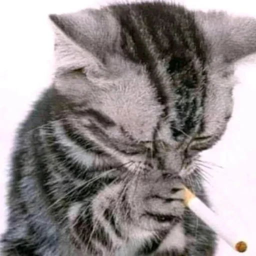 🚬 Стикер «kwladlwa» для Telegram