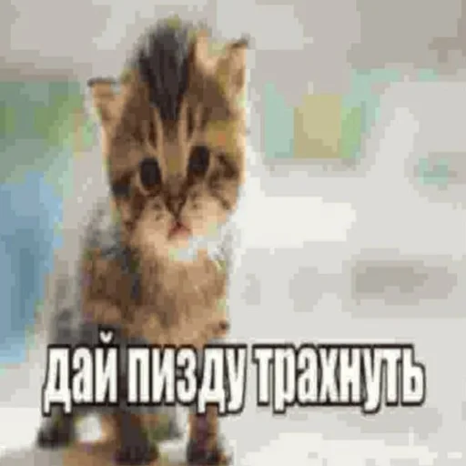👩‍🦱 Стикер «kwladlwa» для Telegram