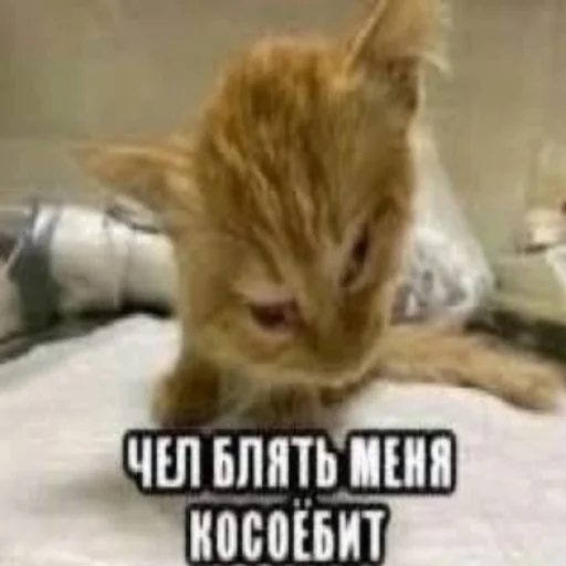 💀 Стикер «kwladlwa» для Telegram