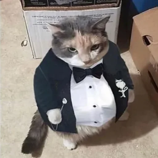 😼 Стикер «kwladlwa» для Telegram