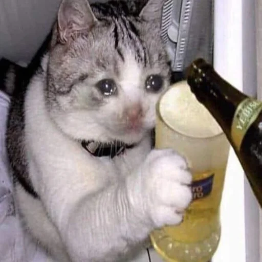 🍻 Стикер «kwladlwa» для Telegram