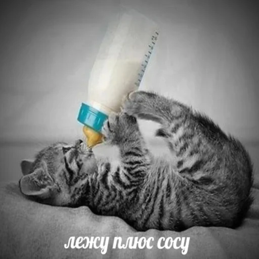 💊 Стикер «kwladlwa» для Telegram