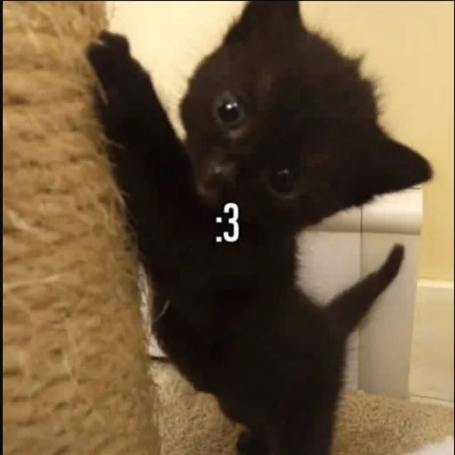 😼 Стикер «kwladlwa» для Telegram