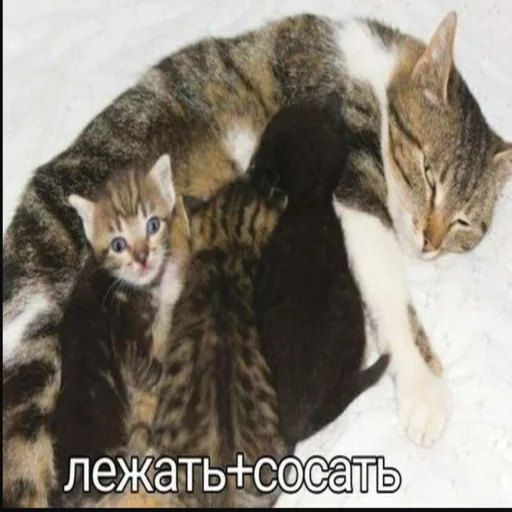 💉 Стикер «kwladlwa» для Telegram