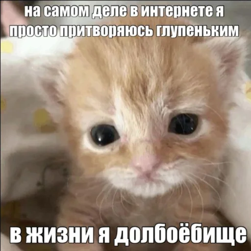 😼 Стикер «kwladlwa» для Telegram