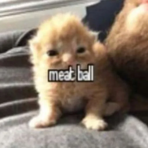 😼 Стикер «kwladlwa» для Telegram