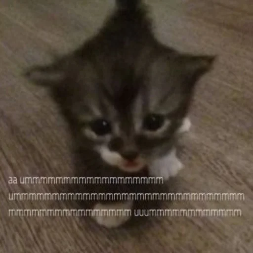 😼 Стикер «kwladlwa» для Telegram