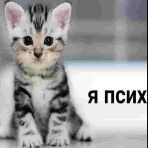 😼 Стикер «kwladlwa» для Telegram