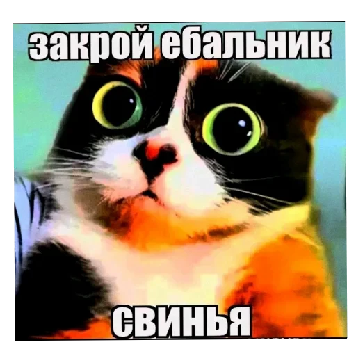 🐱 Стикер «КУКI» для Telegram