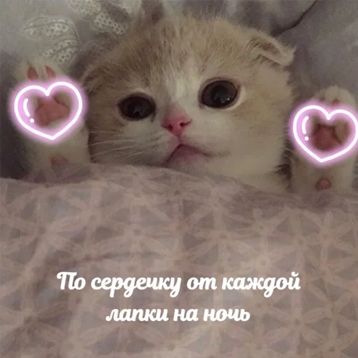 💗 Стикер «nya pack» для Telegram