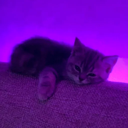 😿 Стикер «nya pack» для Telegram